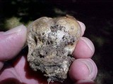 Scleroderma laeve image