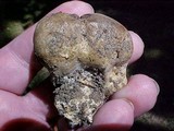 Scleroderma laeve image