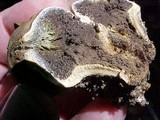 Scleroderma laeve image