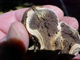 Scleroderma laeve image