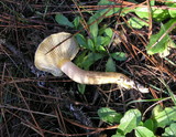 Hygrophorus boyeri image