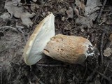 Boletus variipes image