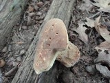 Boletus variipes image