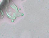 Panaeolus cyanescens image
