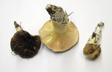Hygrophorus boyeri image
