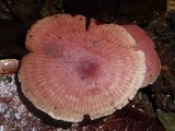 Callistosporium terrigenum image