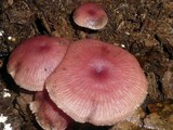 Callistosporium terrigenum image