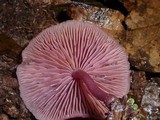 Callistosporium terrigenum image