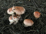Hygrophorus fragrans image