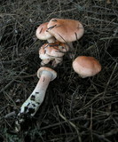 Hygrophorus fragrans image
