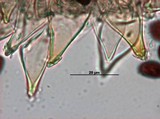 Panaeolus cyanescens image