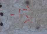 Panaeolus cyanescens image