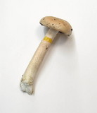 Hygrophorus fragrans image