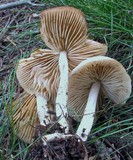 Marasmius nigrodiscus image