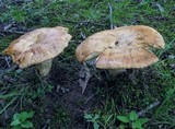 Russula grata image
