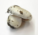 Hygrophorus subalpinus image