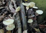 Marasmius delectans image