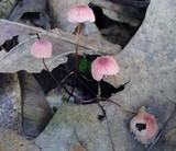 Marasmius pulcherripes image