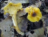 Cantharellus appalachiensis image