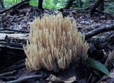 Ramaria stricta image