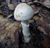 Amanita pseudovolvata image