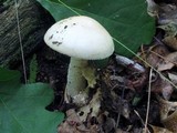 Amanita pseudovolvata image