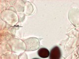 Panaeolus goossensiae image