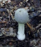Amanita farinosa image