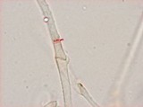 Panaeolus goossensiae image