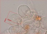 Panaeolus goossensiae image