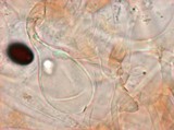 Panaeolus goossensiae image