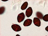 Panaeolus goossensiae image