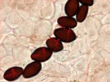 Panaeolus goossensiae image