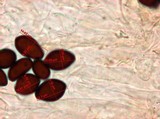 Panaeolus goossensiae image
