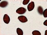 Panaeolus goossensiae image