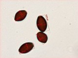 Panaeolus goossensiae image
