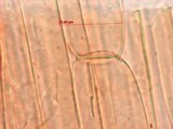 Panaeolus goossensiae image