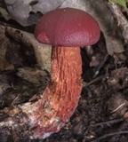 Boletus frostii image