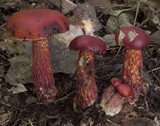 Boletus frostii image