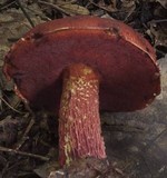 Boletus frostii image