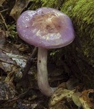 Cortinarius iodes image