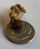 Hodophilus paupertinus image