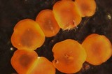 Orbilia xanthostigma image
