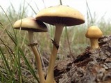 Protostropharia semiglobata image