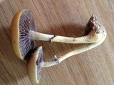Protostropharia semiglobata image