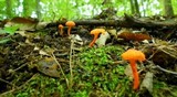 Cantharellus minor image