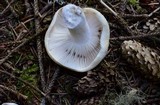 Russula crassotunicata image