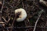 Russula crassotunicata image