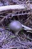 Lycoperdon nigrescens image