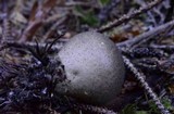 Lycoperdon nigrescens image